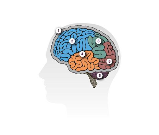 وظائف المخ وكيف يتاثر بمرض الزهايمر؟